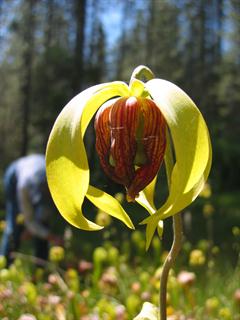 دارلینگتون